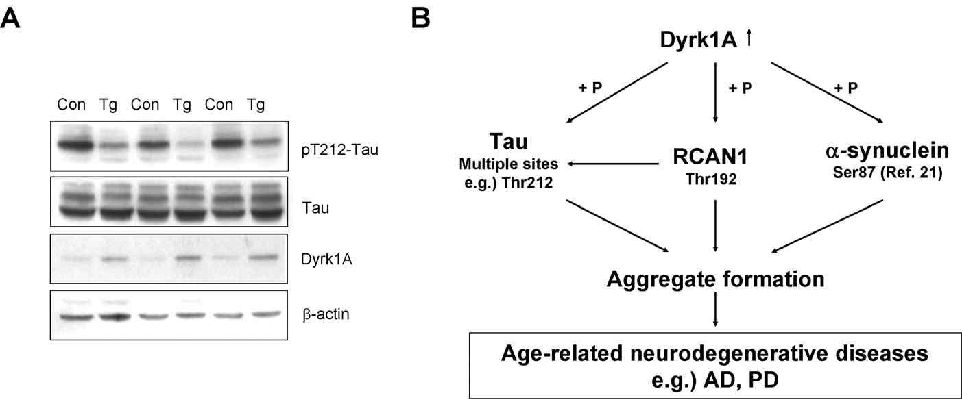 A. 6개월된 Dyrk1A TG mice의 해마에서 Tau의 인산화 분석 B. 단백질 응집에 Dyrk1A가 중요한 역할을 한다는 것을 제시한 모델도식.
