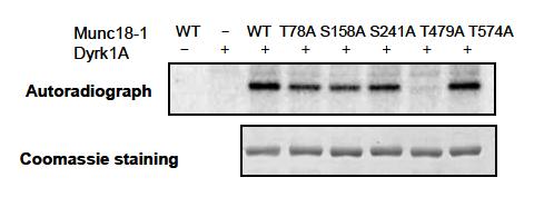 Dyrk1A에 의한 Munc18-1 wild type 단백질과 인산화위치 결핍돌연변이 단백질의 인산화를 보여주는 autoradiography와 분리한 Munc18-1 인산화위치 결핍돌연변이 단백질의 Coomassie staining.