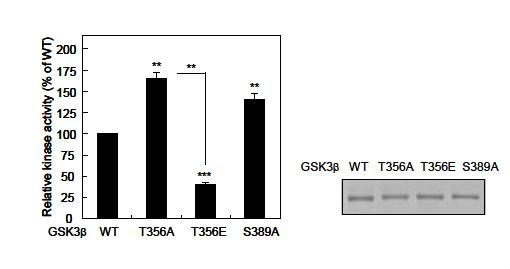 GSK3b WT와 인산화 mutant의 in vitro 인산화활성 비교