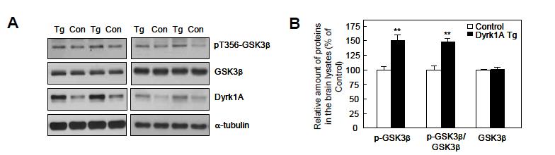 Dyrk1A TG생쥐에서 GSK3b 인산화 증가 (A) 대표 immunoblot (B) densitometer 사용한 분석 결과.