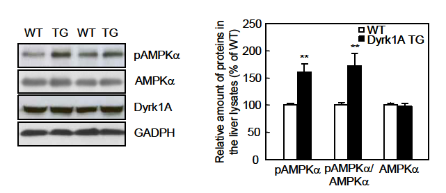 Dyrk1A Tg mice에서 AMPKa의 인산화 증가