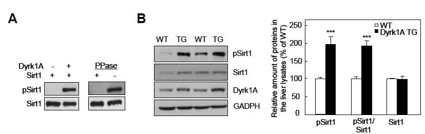 A. Sirt1의 Thr522 인산화를 인지 항체. B. Dyrk1A Tg mice에서 Sirt1의 인산화 증가