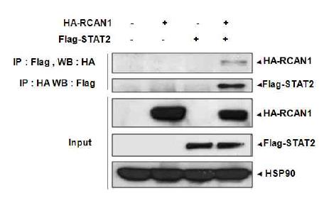 STAT2와 RCAN1을 세포 내에 과발현시킨 후 면역침전을 통해 두 단백의 결합함을 확인