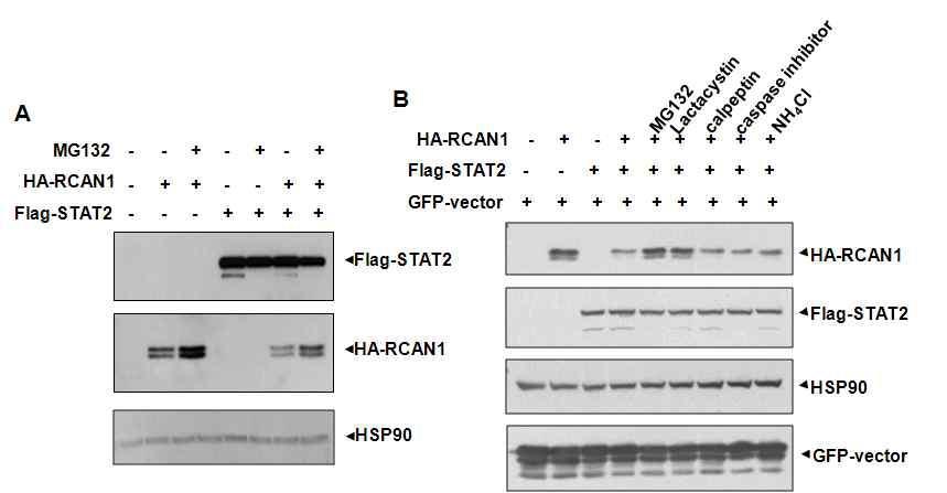 (A) STAT2에 의해서 감소된 RCAN1 발현량이 MG132에 의해서 회복되고 (B) STAT2에 의한 RCAN1의 발현 감소는 proteasome inhibitor에 의해서만 특이적으로 회복되는 것을 관찰함