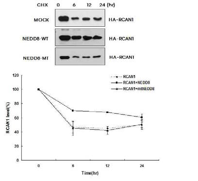RCAN1 neddylation에 의한 단백 안정성 변화 여부 분석