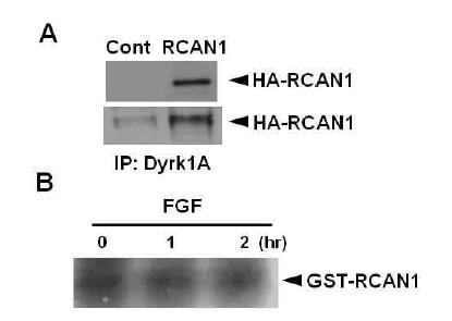 흰쥐 해마세포에서 RCAN1-Dyrk1A 결합 확인 및 분화조건에서 RCAN1 인산화 여부 검색