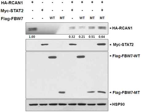 STAT2에 의한 RCAN1 발현 감소는 FBW7 효소가 STAT2에 의해 선택적으로 리쿠르드되어 RCAN1 유비키틴화 반응을 거쳐 진행 됨을 확인
