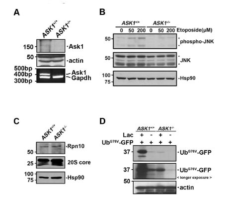 ASK1이 프로테아좀 cap 구조구성 19S regulatory particle의 Rpt5 subunit를 인산화시킴을 확인
