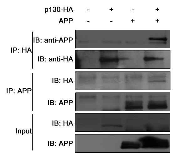 태아 해마신경세포주에서 RCAN1 결합단백인 p130과 APP의 결합 확인