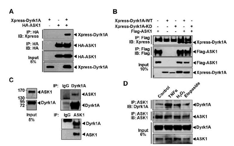 SH-SY5Y, HEK293 세포주 등 다양한 동물세포에서 Dyrk1A-ASK1 단백 간 결합, ASK1의 특정 도메인의 직접 인산화, 및 Pac1-ASK1-JNK로 구성되는 세포사멸 신호전달 경로의 활성화를 확인