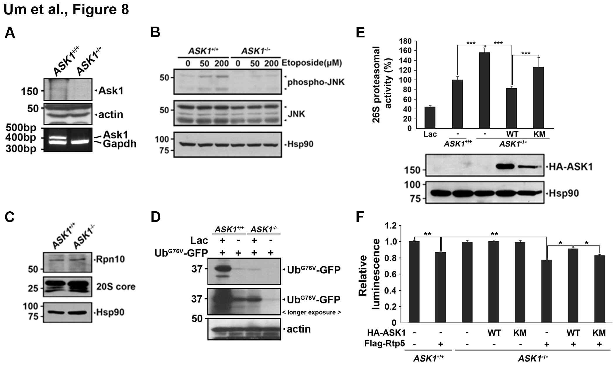 ASK1이 단백이 프로테아좀의 cap 구조를 구성하는 19S regulatory particle의 Rpt5 subunit 단백을 in vitro 및 in vivo 조건에서 인산화시킴을 확인.