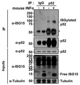 신경교세포에 interferon-alpha 처리 시 FOXO1-p52 단백의 FAT10 수식화 반응 분석
