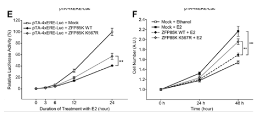 신경세포 주에 ZFP85K을 과발현 시킨후 E2 처리 후 세포 생장을 측정 (E-F)