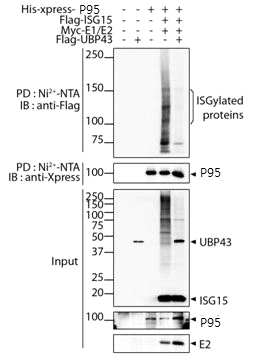 Pull-down 분석을 통한 p95 타깃 단백의 covalent ISG15 conjugation 확인