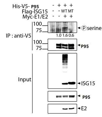 ISGylation에 의한 p95 단백의 인산화효소 활성 증가 효과검증