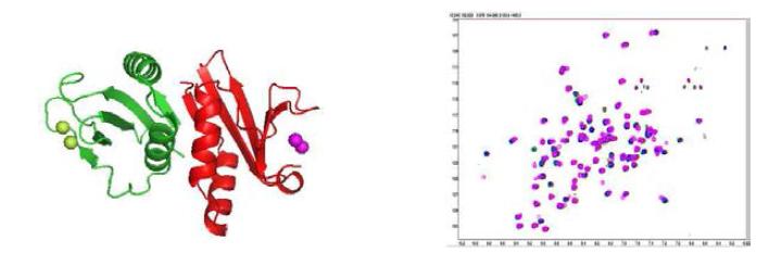 Lbj1-Zinc ion 결합체 구조 (좌)와 zinc 결합에 따른 15N-TROSY spectra (우)