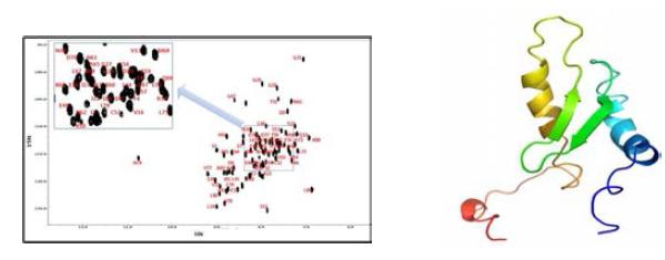 HSQC spectrum(좌)과 구조의 예상 모델(우)