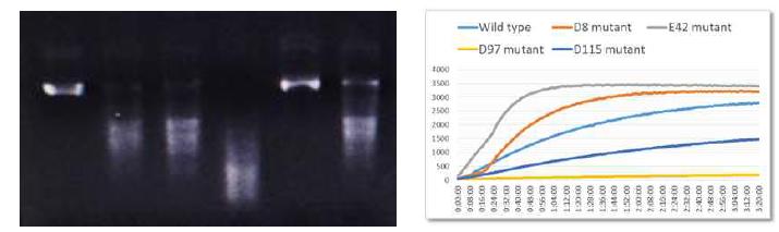 putative active site별 mutant들의 RNase test(좌)와 mutant의 fluorescence spectroscopy 그래프(우)