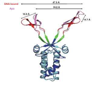 lbj20와 DNA의 결합체 구조