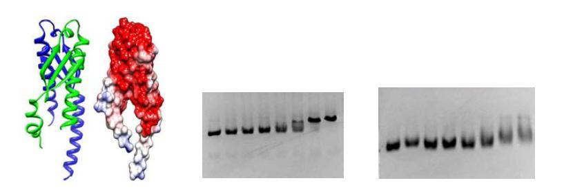 EBFC 단백질 구조 (좌)와 Ca ion 증가에 따른 분자량 상승 (중), Mg ion 증가량에 따른 DNA 분해 결과 (우)의 그림