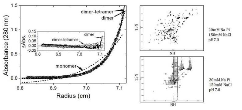 lbj29의 analytical ultracentrifuge 결과(좌)와 HSQC spectrum(우)