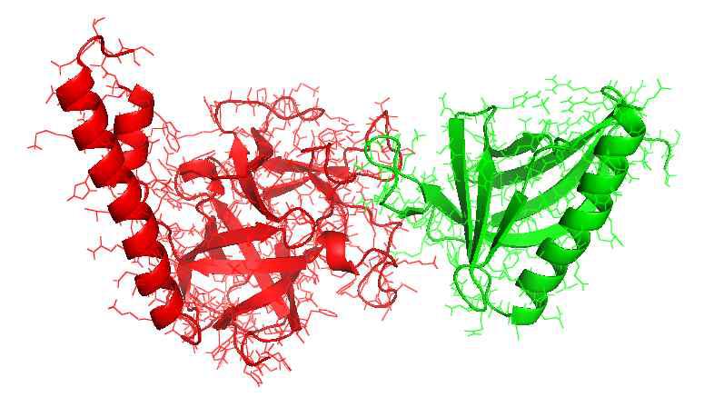 복합체의 구조: Homer 단백질 (녹색), Suppressor ligand (빨강)