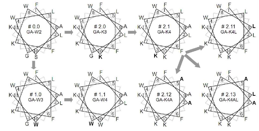 Helical wheel 도식을 이용한 GA-W2 유도체 설계 흐름도.