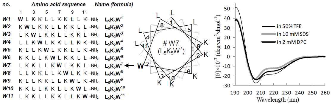 de novo 설계된 11종 펩타이드의 아미노산 서열(왼쪽) 및 W7 펩타이드의 helical wheel 도식(가운데)과 CD 스펙트럼(오른쪽).