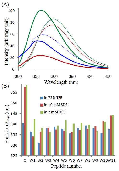 (A) W2 펩타이드 (굵은 선) 및 NATA (얇은 선)의 서로 다른 용매 환경에서의 형광 방출 스펙트럼. (B) 각 용매 조건에서의 NATA (c로 표시)와 개별 펩타이드들의 방출 최고 파장 비교