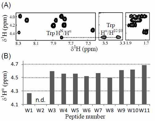 (A) W8 펩타이드의 50% TFE 용액에서의 2D-COSY 스펙트럼의 한 부분 (W 잔기의 assignment를 점선으로 표시). (B) 각 펩타이드 트립토판의 alpha proton chemical shift 비교.
