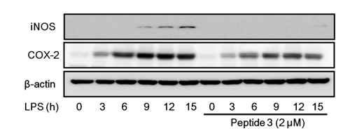 W3 펩타이드에 의한 iNOS 및 COX-2 발현 저해 효과