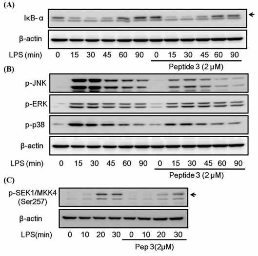 W3 펩타이드에 의한 IkB-a 분해 저해 효과 (A), MAP kinases 인산화 저해 효과 (B) 및 SEK1/MKK4 인산화 저해 효과 (C).