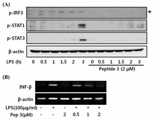 W3 펩타이드에 의한 IRF3와 STAT 저해 효과 (A) 및 INF-b 생성 저해 효과 (C).