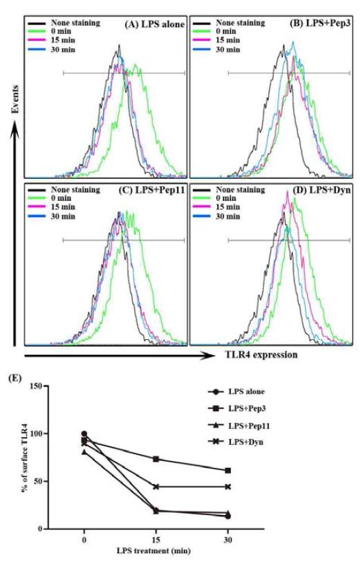 W3 펩타이드에 의한 TLR4 endocytosis 저해 효과