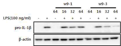 L4K4W펩타이드들의 pro-IL-1β 억제 효능 (Immunoblotting 결과)