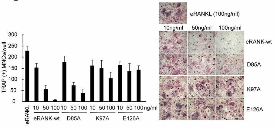 wild type RANK (eRANK-wt)와 Loop1 (D85A), Loop2 (K97A), Loop3 (E126A) mutant의 RANKL저해활성을 precursor cell의 differentiation통해 확인