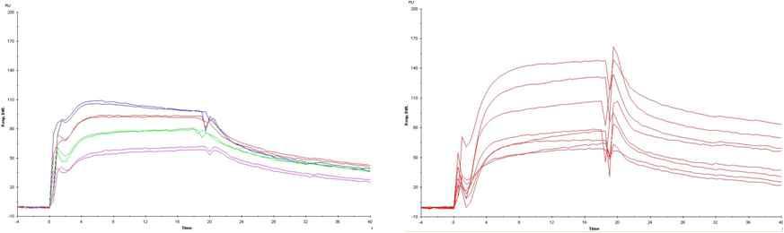 Chip에 결합한 RANK에 RANKL을 2.5, 5, 10, 20 uM 농도로 넣어서 결합을 확인함(왼쪽). 10 uM RANKL과 100 uM compound를 동시에 넣어서 compound존재하에서 RANKL 결합이 저해됨을 확임함