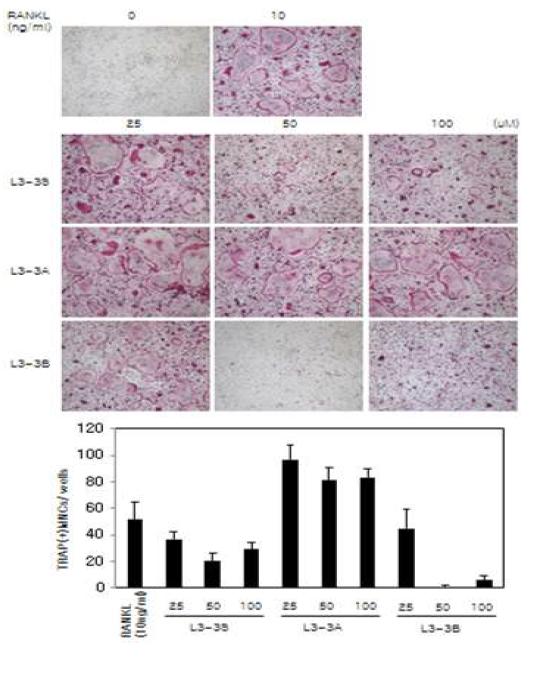 RANKL저해 peptide들의 파골세포부화 억제 효과를 현미경 관찰을 통해 확인 함