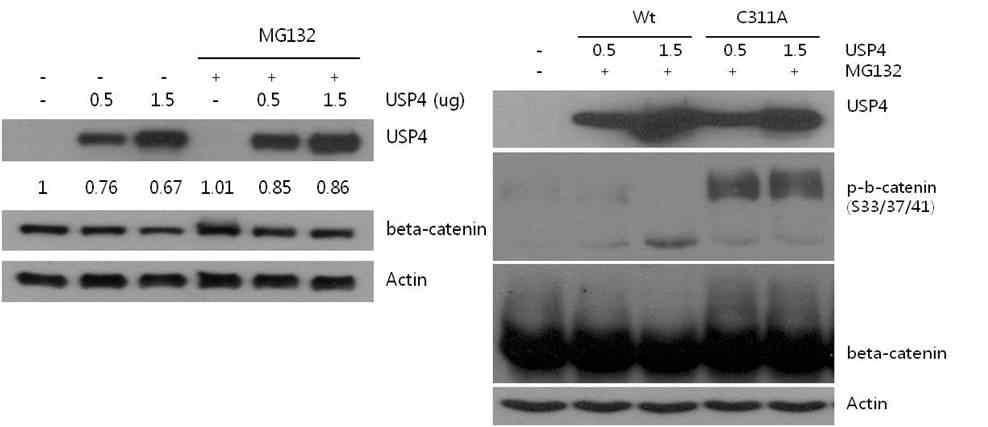 USP4에 의한 β-catenin의 stability (좌측), Wt USP4와 USP4(C311A)에 의한 β-catenin의 ubiquitination의 변화 (우측).