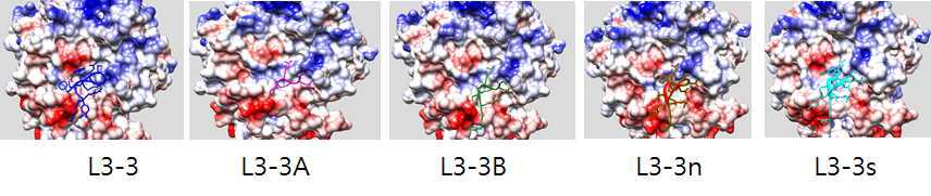 표2 peptide 의 RANKL결합 모드