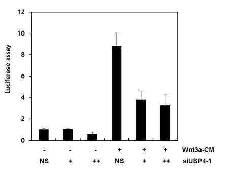Wnt신호에 의한 b-catenin활성이 USP4의 knock-down에 의해 감소함을 확인함으로써 USP4가 WNT신호 조절함을 확인