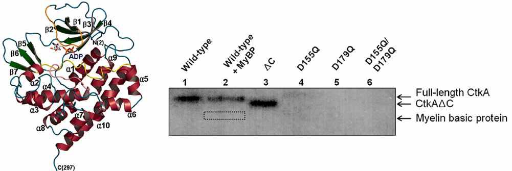 H. pylori CtkA 단백질 삼차원 구조 및 in vitro kinase assay 실험 결과