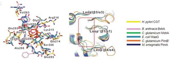 H. pylori CGT catalytic domain의 UDP-glucose 결합부위 및 GT4 enzyme들과의 비교