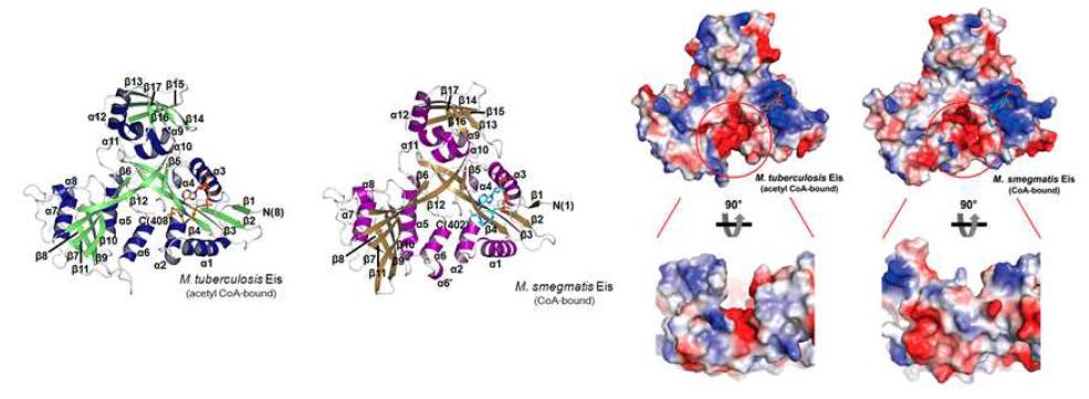 M. tubeculosis Eis와 M. smegmatis Eis 단백질의 구조 비교