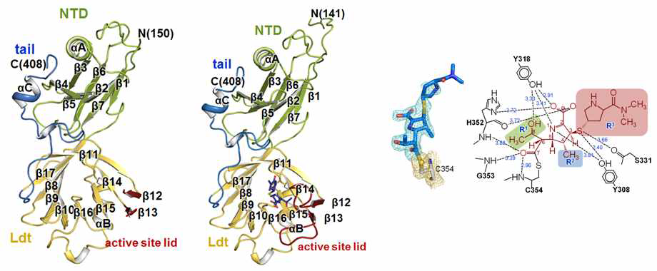 M. tuberculosis LdtMt2-meropenem의 복합체 구조