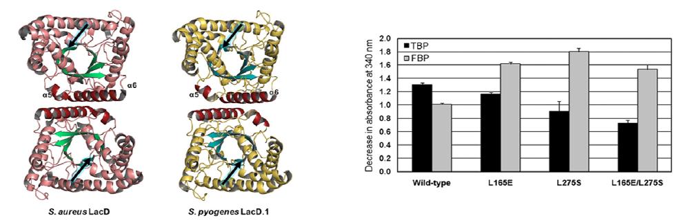 S. aureus LacD 단백질과 S. pyogenes LacD.1 단백질의 삼차원 구조 및 SA LacD 단백질 (wild-type과 3가지 mutant)의 TBP/FBP분해능