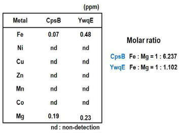 CpsB와 YwqE의 metal 함량 분석표