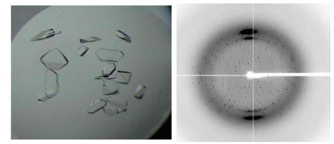 STM3169 단백질 결정과 crystal diffraction image