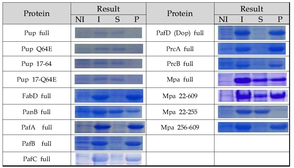 표적 단백질에 대한 발현 test 결과 (NI: before induction, I: after induction, S: supernatant after cell lysis, P: pellet)