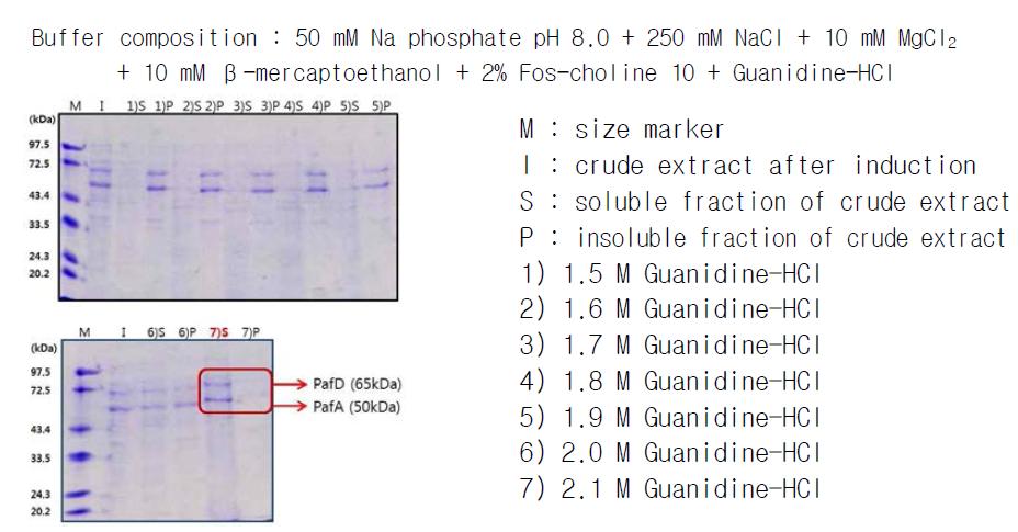 동시 발현시킨 결핵균 PafA 및 PafD 단백질에 대한 solubilization test 결과